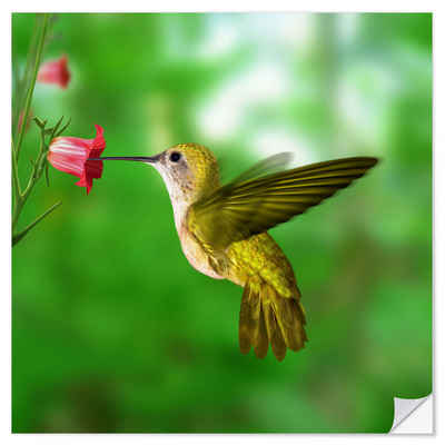 Posterlounge Wandfolie Editors Choice, Kolibri trinkt Nektar aus Blüte, Fotografie