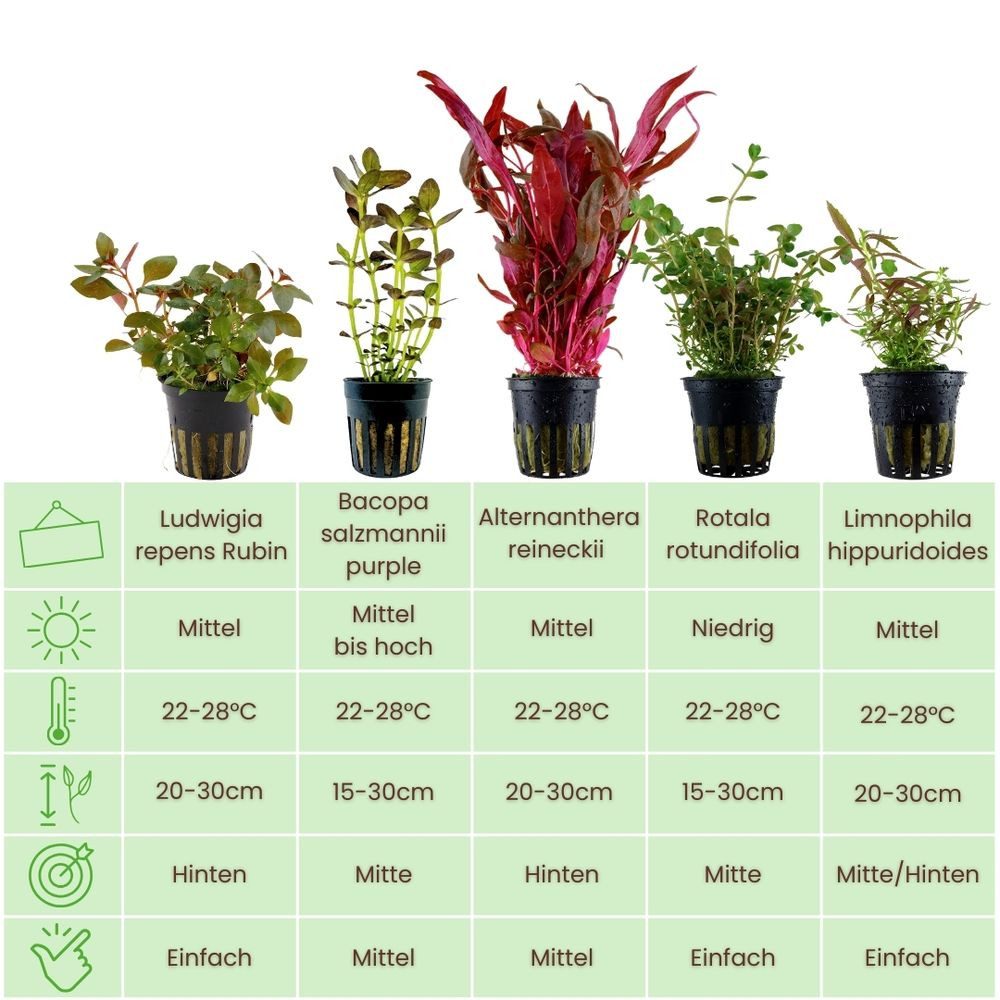 Aquaone Wasserpflanze 'Buntes' Set mit 5 Pflanzen Aquariumpflanzen Nr.214 günstig online kaufen