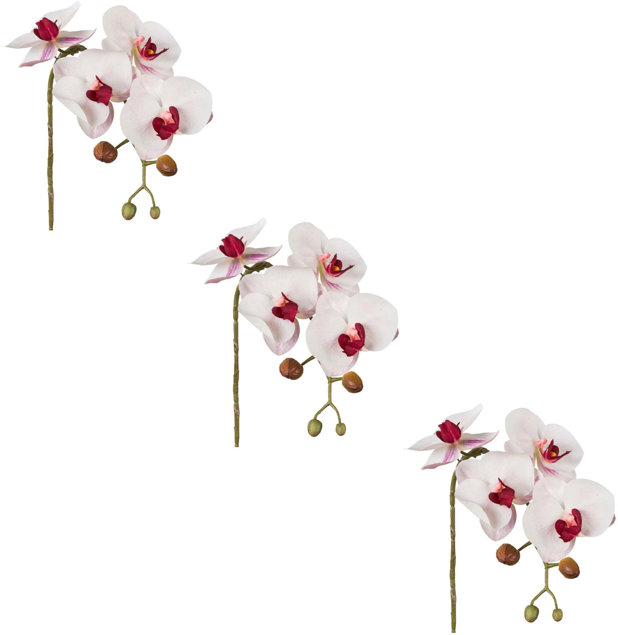 Kunstblume Phalaenopsis 3D-print Orchidee Phalaenopsis, Creativ günstig online kaufen