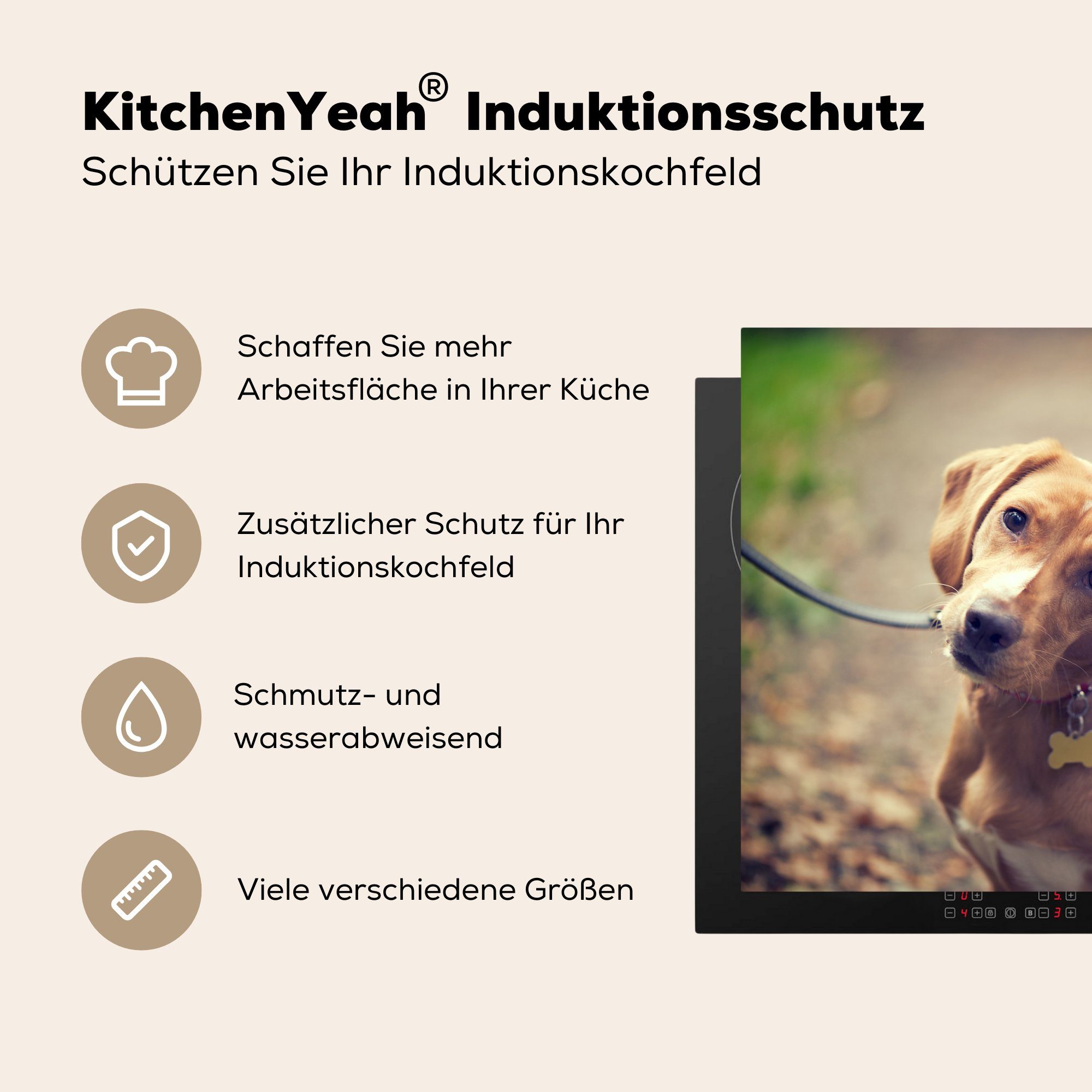 81x52 Induktionskochfeld Herdblende-/Abdeckplatte Verwirrter für die Schutz Beagle-Welpe, Vinyl, Ceranfeldabdeckung küche, MuchoWow cm, (1 tlg),