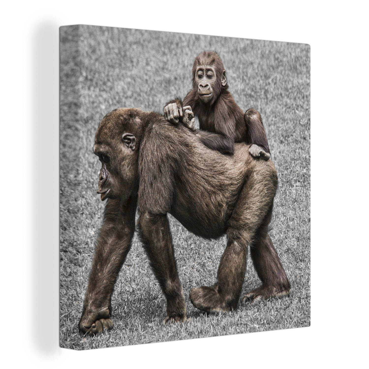 OneMillionCanvasses® Leinwandbild Affen - Landschaft - günstig online kaufen