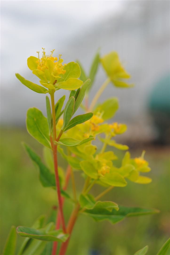 Pflanzen für Dich Staude Euphorbia palustris, 1 St., Sumpf-Wolfsmilch
