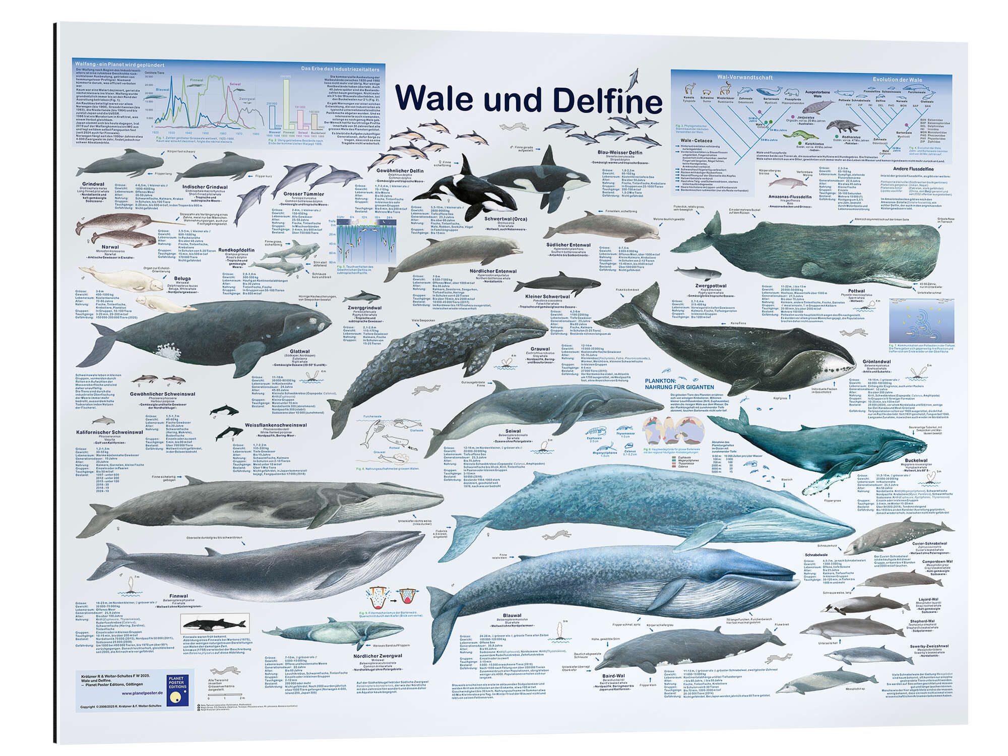 Posterlounge Wandbild Wale und Delfine, Planet Poster Editions, erhältlich als Poster, Leinwandbild, Wandsticker oder Acrylglasbild