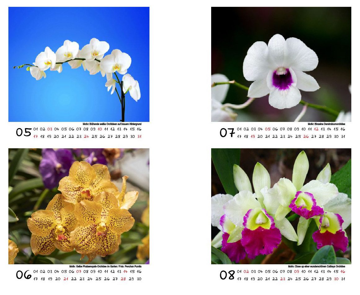 Seelenzauber Tischkalender Orchideenzauber Tischkalender 10cm x 10cm für 2026 Orchideen Blüten