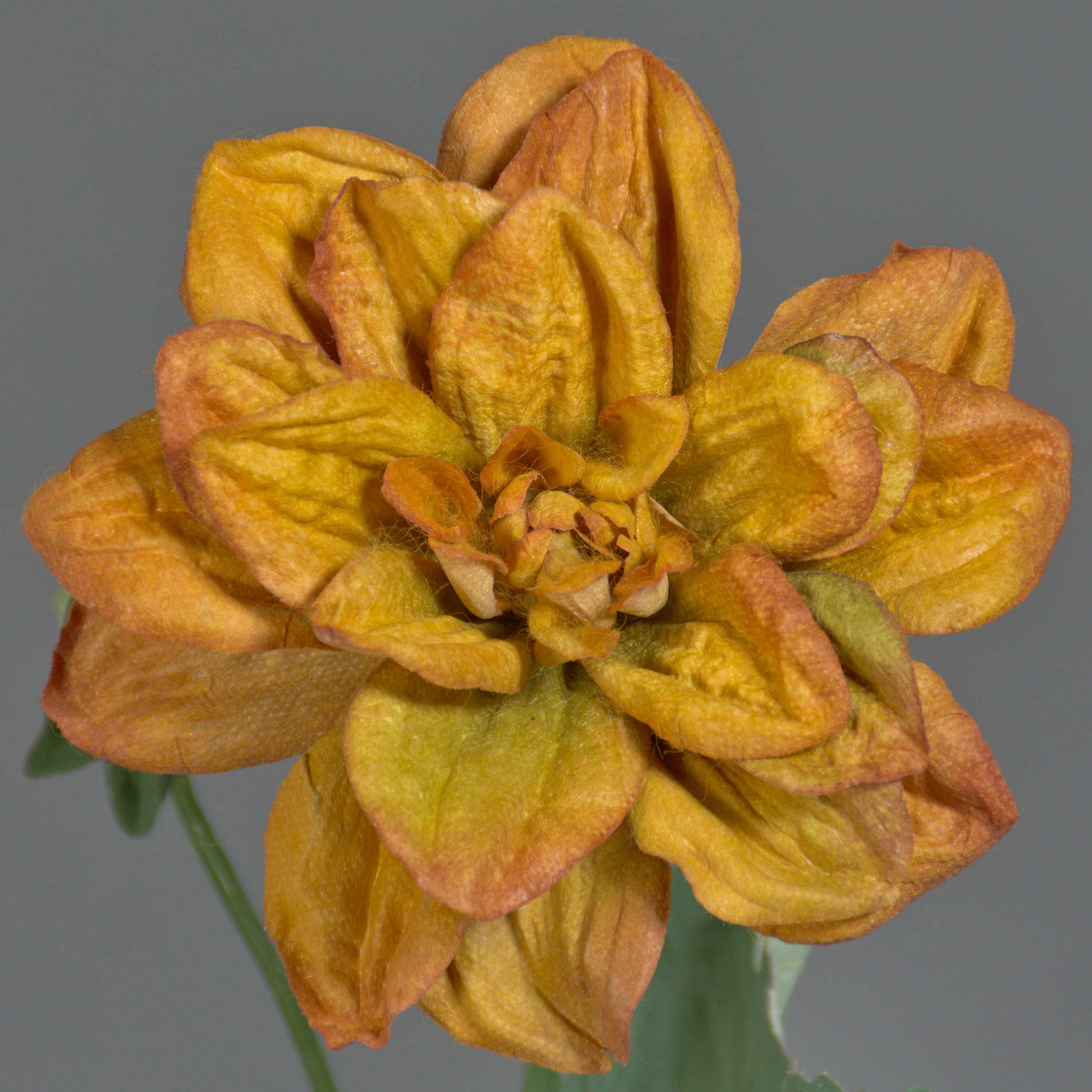 Kunstblume Deko Blumenzweig Dahlie Ginger, Eco Collection, orang Dahlie, artplants, Höhe 60.0 cm