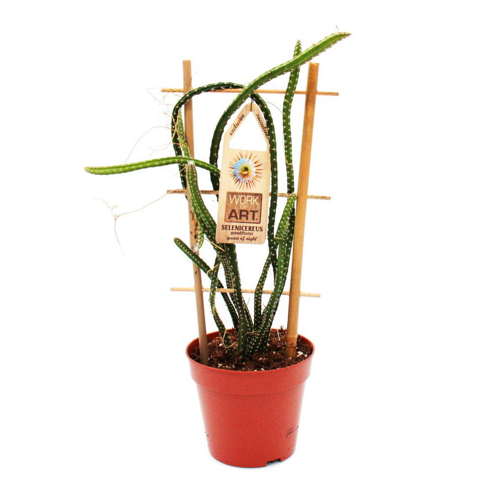 Exotenherz Zimmerpflanze Königin der Nacht - Selenicereus grandiflorus - 12cm Topf