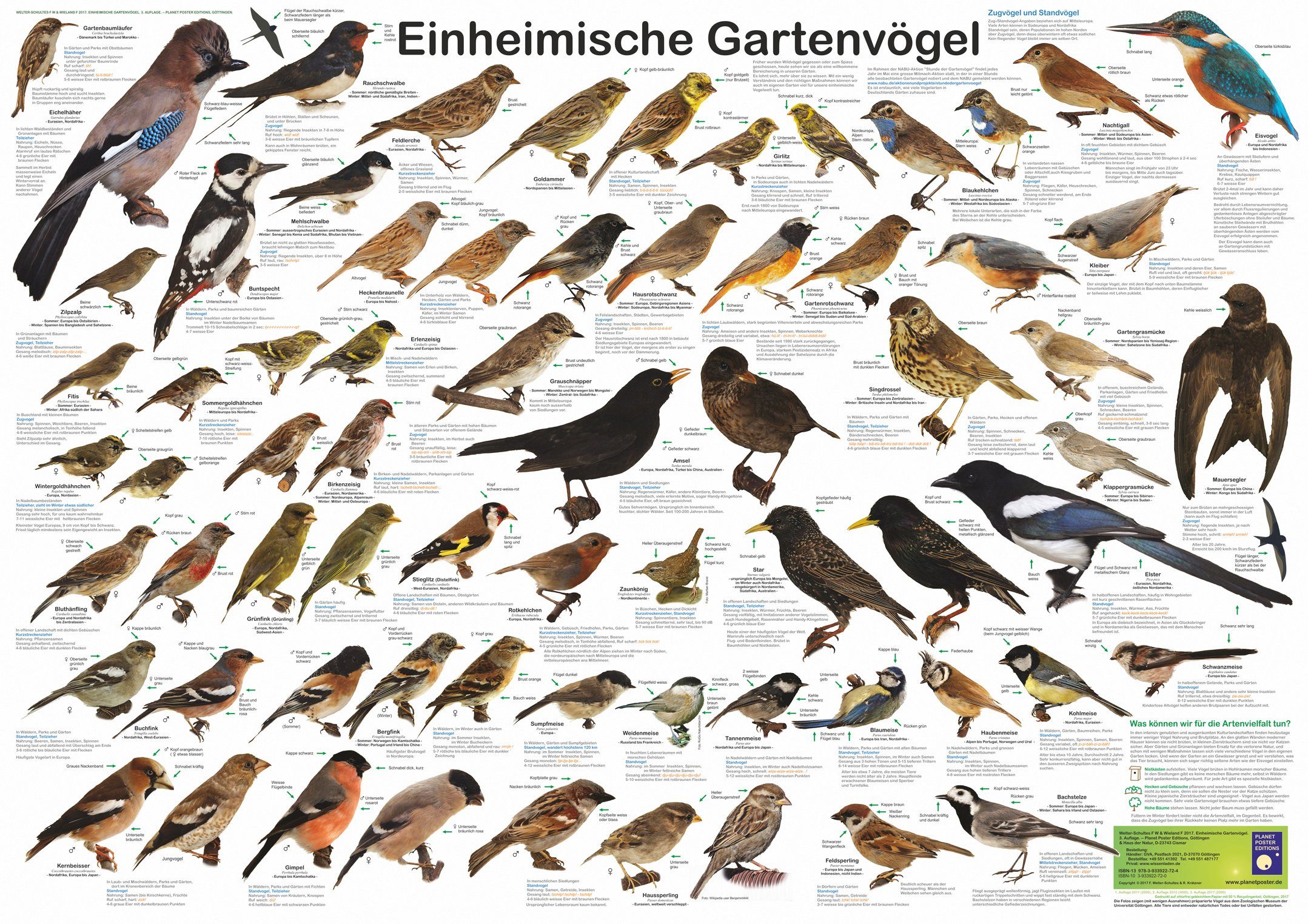 Close Up Poster Einheimische Gartenvögel Poster deutsch DIN A1 84,1 x 59,4 günstig online kaufen