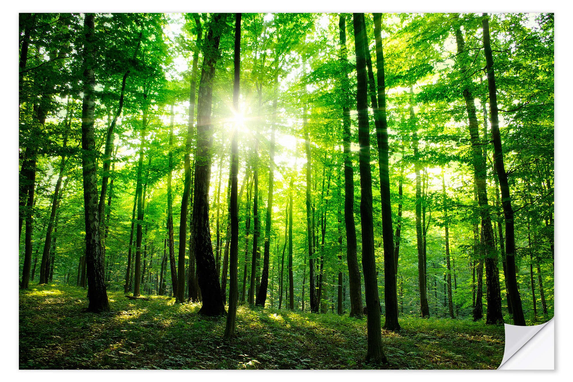 Posterlounge Wandbild Sonnenlicht im grünen Wald, Frühling, Editors Choice, erhältlich als Poster, Leinwandbild, Wandsticker oder Acrylglasbild