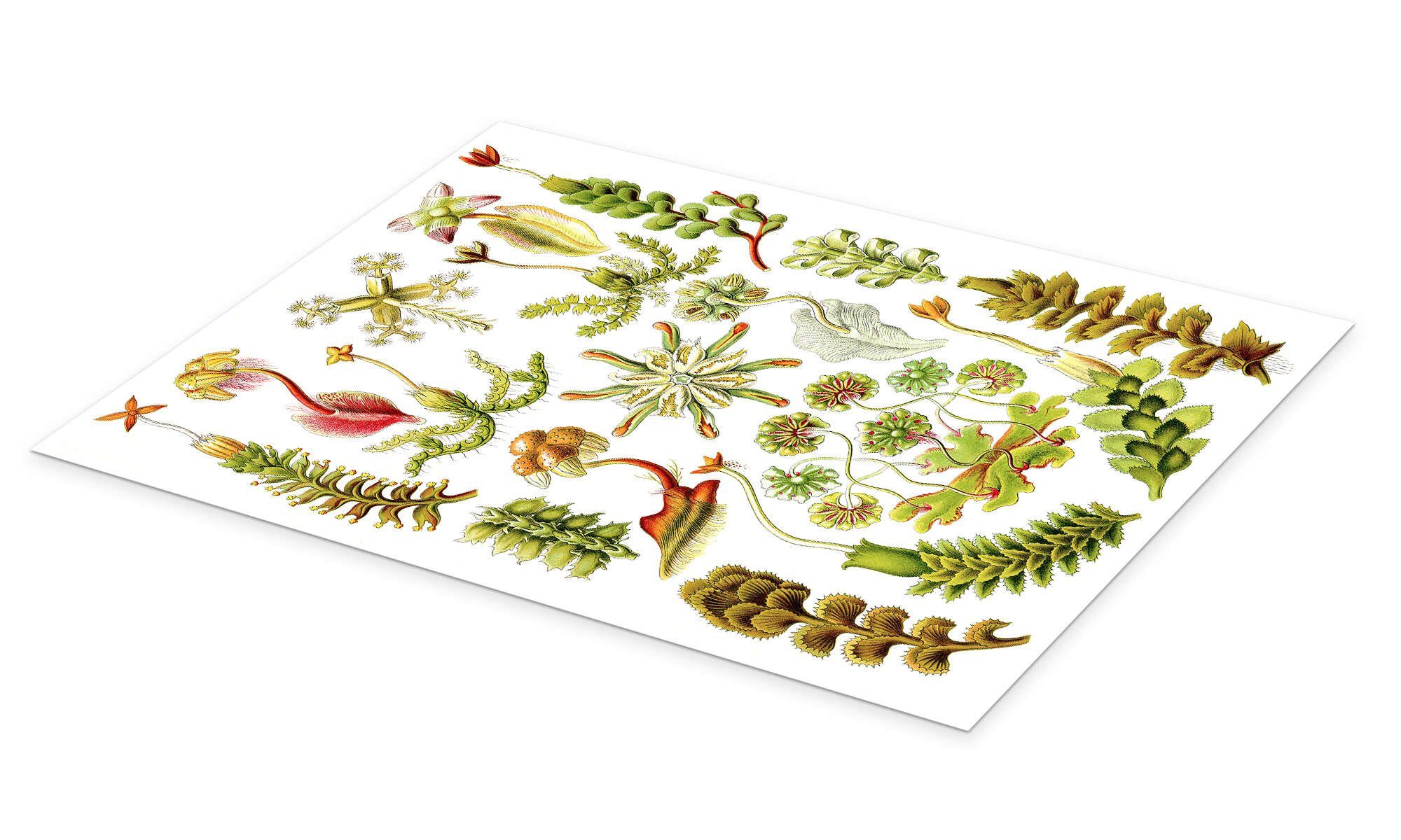 Posterlounge Wandbild Lebermoose, Hepaticae (Kunstformen der Natur, 1899), Ernst Haeckel, erhältlich als Poster, Leinwandbild, Wandsticker oder Acrylglasbild