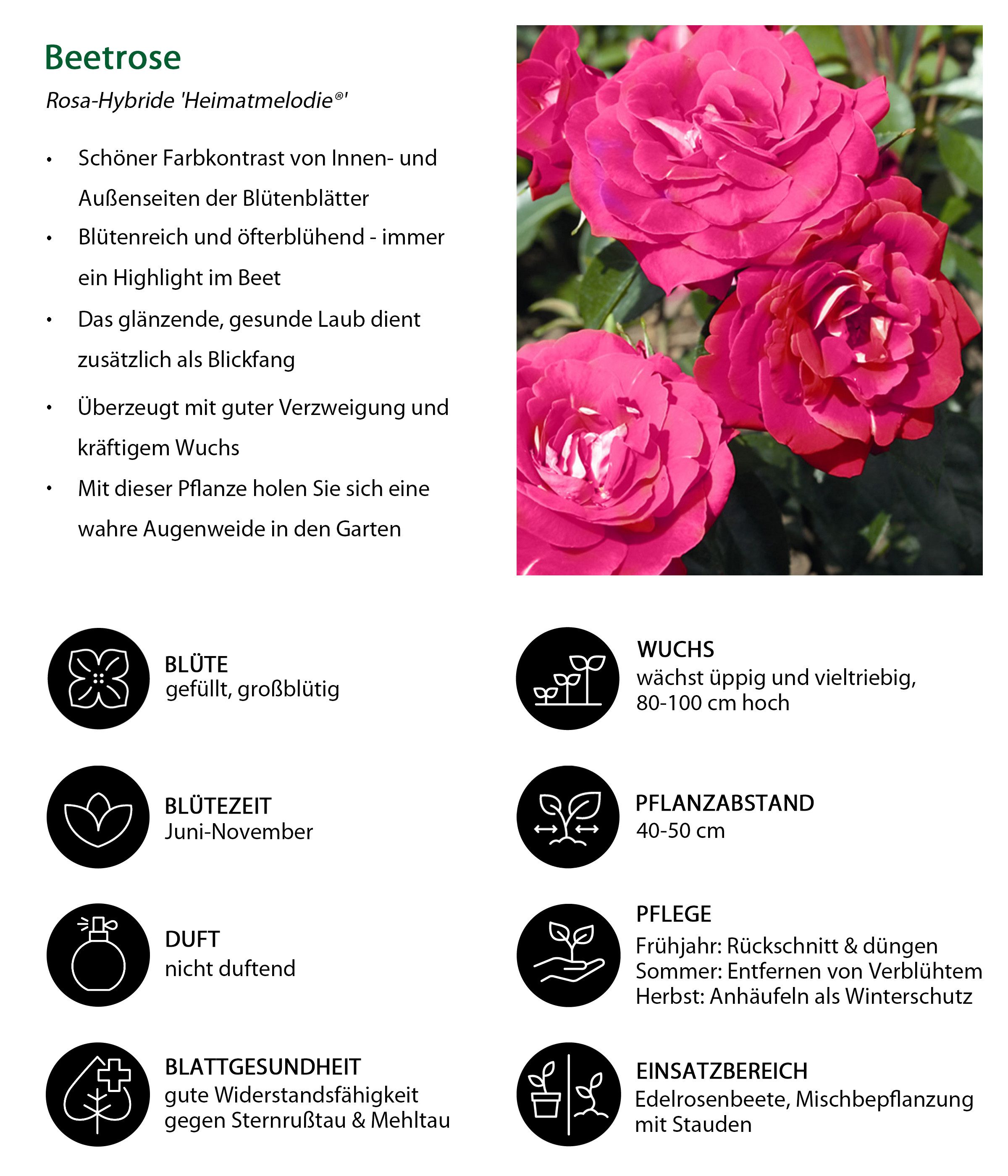 Dehner Rose Beetrose Heimatmelodie®, pink-weiße Blüten, nicht duftende, gefüllte Blüten, Züchter Tantau