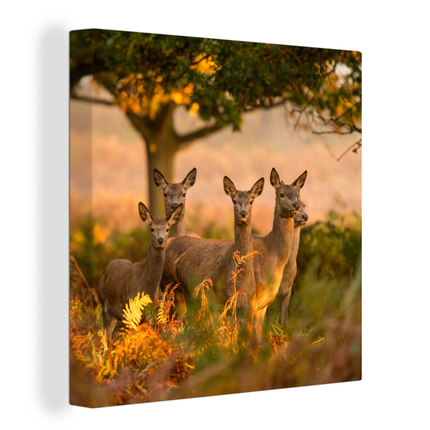 OneMillionCanvasses® Leinwandbild Waldtiere - Hirsche - günstig online kaufen