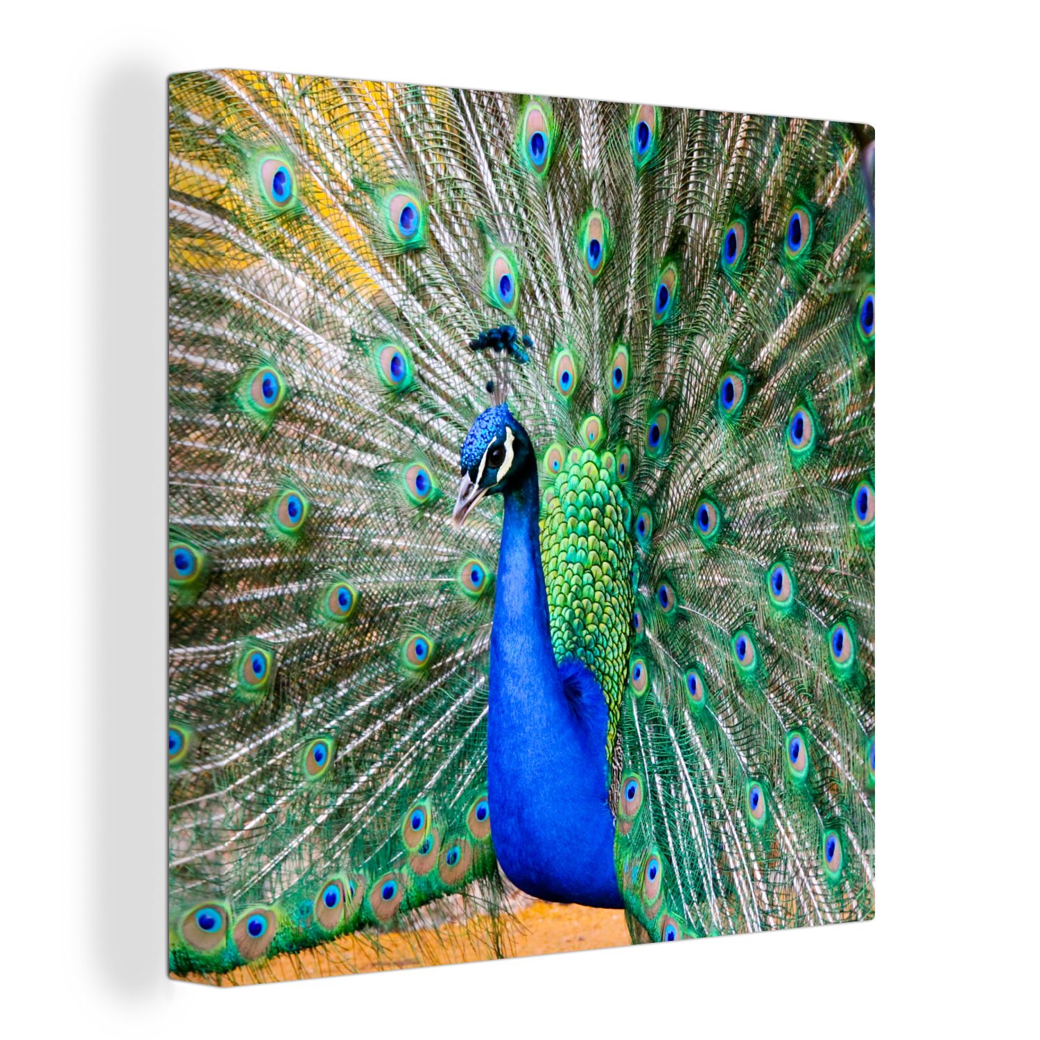 OneMillionCanvasses® Leinwandbild Pfau - Federn - Blau, Fotodruck (1 St), W günstig online kaufen