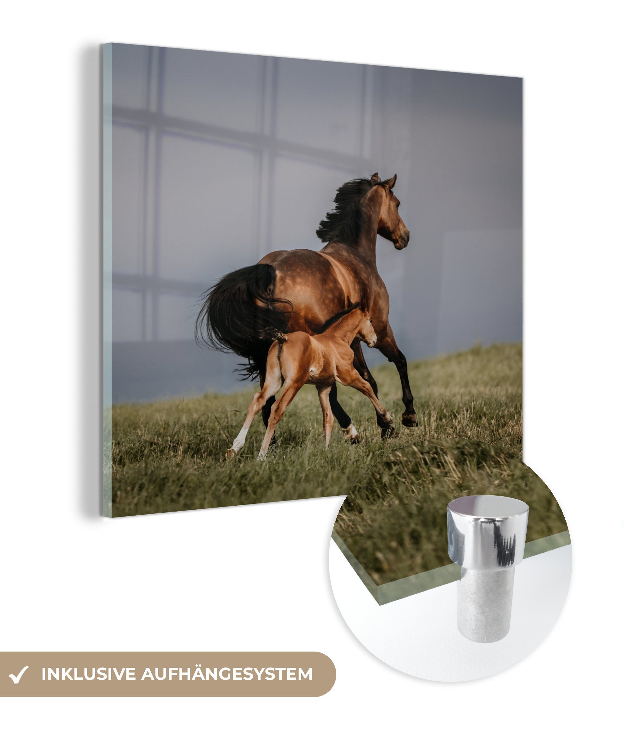 - Foto St), Glas Pferde auf (1 - Tiere Glas - Wandbild Fohlen, Glasbilder - Acrylglasbild Wanddekoration MuchoWow auf - Bilder