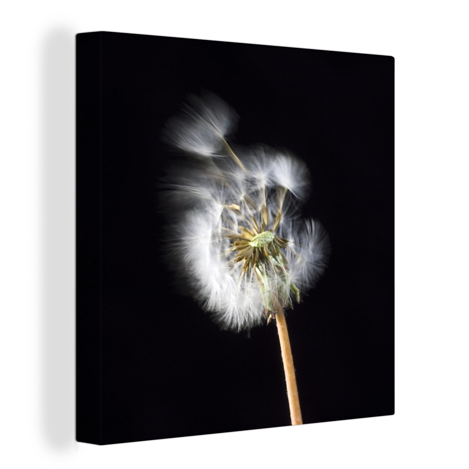 OneMillionCanvasses® Leinwandbild Eine Pollenblume auf schwarzem Hintergrund, (1 St), Leinwand Bilder für Wohnzimmer Schlafzimmer bunt