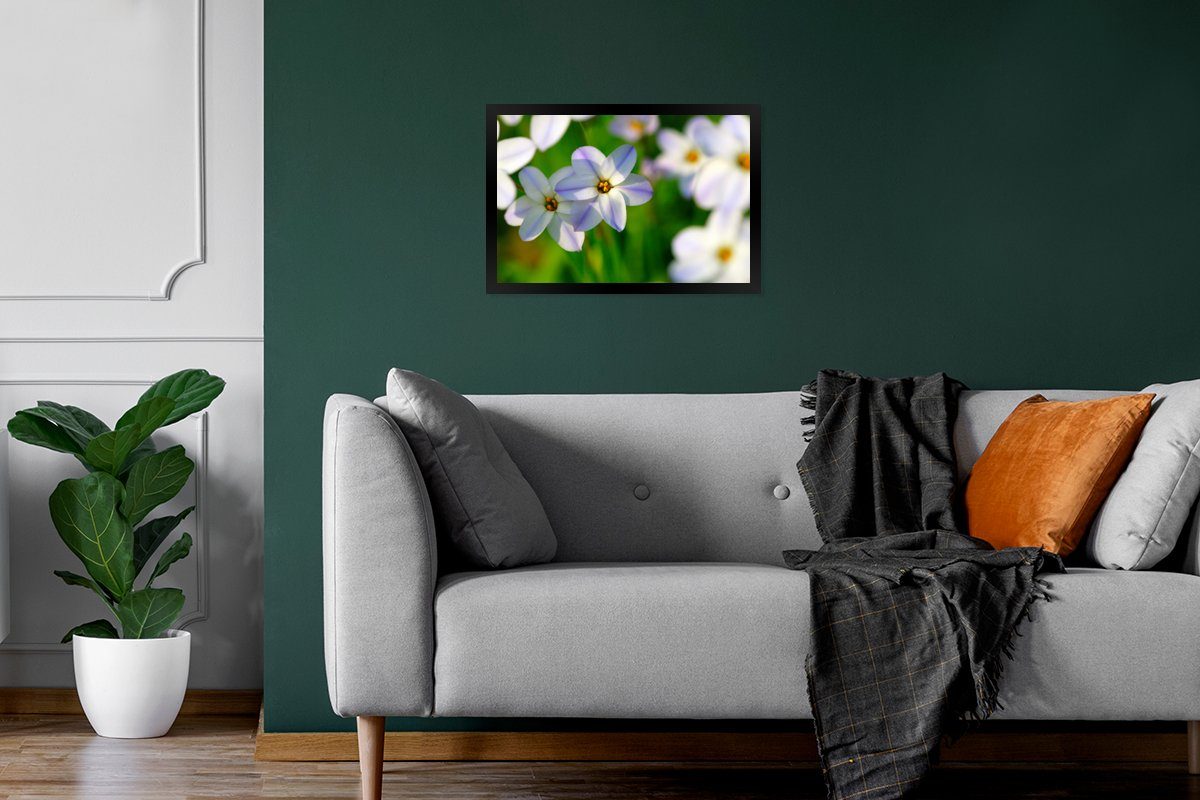 Wandposter, Blumen Schwarzem Poster, Garten Wanddeko, - Lila, - Gerahmtes Bilder, St), (1 Bilderrahmen Poster MuchoWow