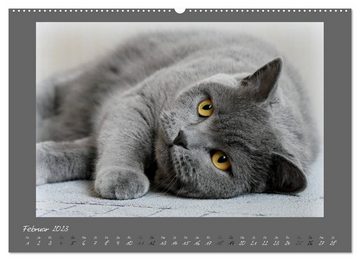 CALVENDO Wandkalender GRAUE ENGEL Britischkurzhaar-Katzen (Premium, hochwertiger DIN A2 Wandkalender 2023, Kunstdruck in Hochglanz)