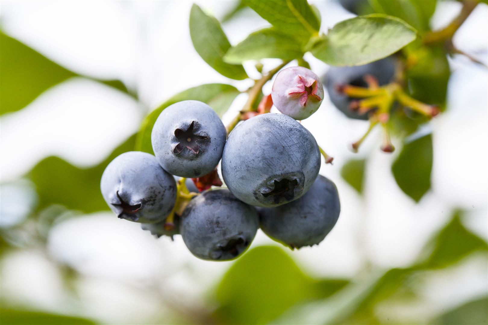 Pflanzen für Dich Obstpflanze Vaccinium corymbosum Putte, 1 St., Heidelbeere, Kulturheidelbeere, Blaubeere, kompakt, blaubeertragend