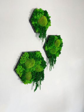 Gedankenwunder Manufaktur Bild Island Ranke Moosbild Hexagon Sechseck Wabe Islandmoos & Ballenmoos