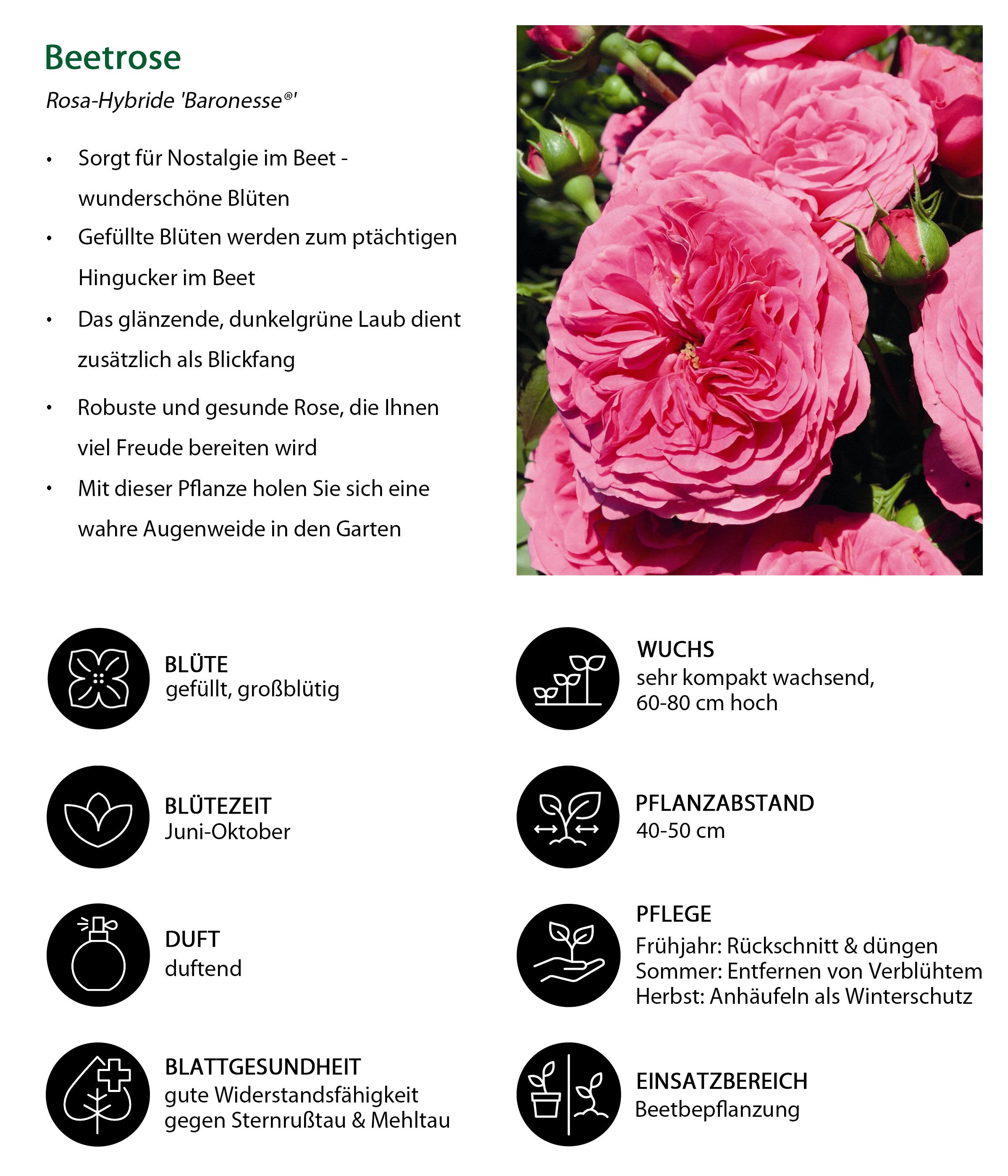 Dehner Rose Beetrose Baronesse®, pinke Blüten, gefüllt/duftend, duftend, strauchförmiger Wuchs, Züchter Tantau