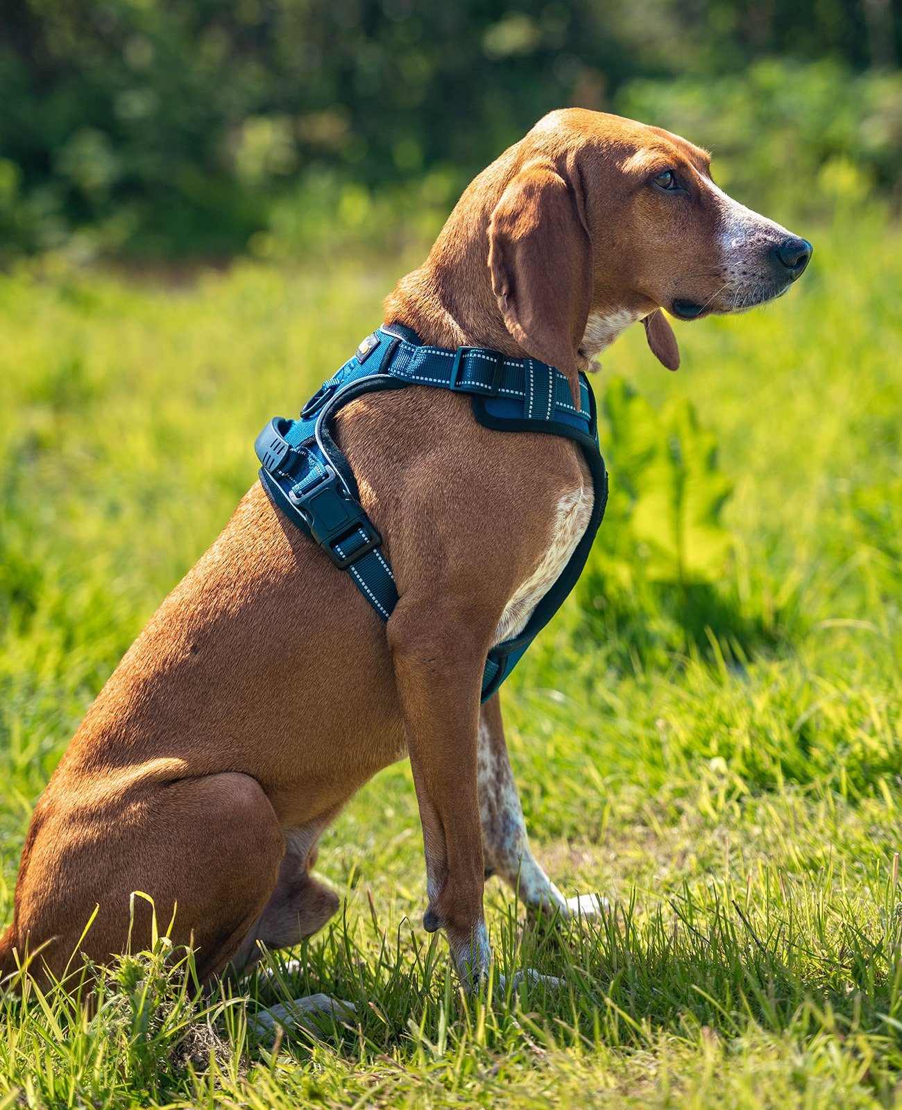 lionto Hunde-Geschirr Anti-Zug, reflektierend & gepolstert, robustes Oxford-Gewebe, verstellbares Y-Geschirr mit Brustring