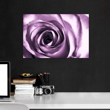 wandmotiv24 Leinwandbild violette Rose, Blumen und Pflanzen (1 St), Wandbild, Wanddeko, Leinwandbilder in versch. Größen