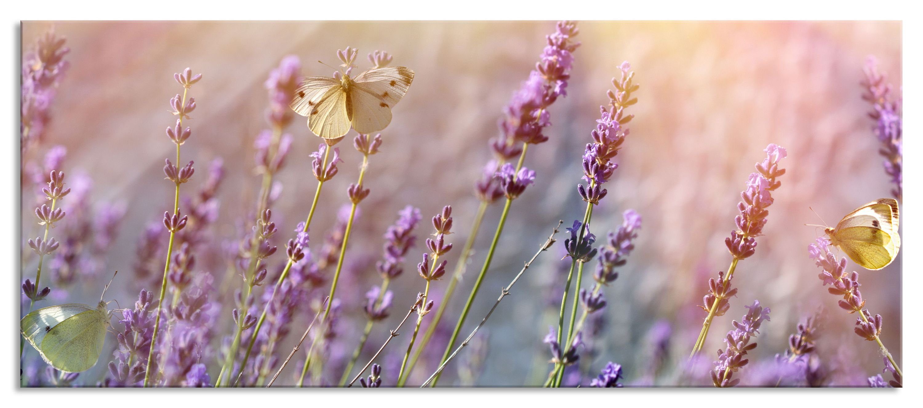 aus Aufhängungen auf Schmetterlinge Pixxprint Glasbild (1 auf und St), Echtglas, Lavendelblumen Abstandshalter Lavendelblumen, inkl. Schmetterlinge Glasbild