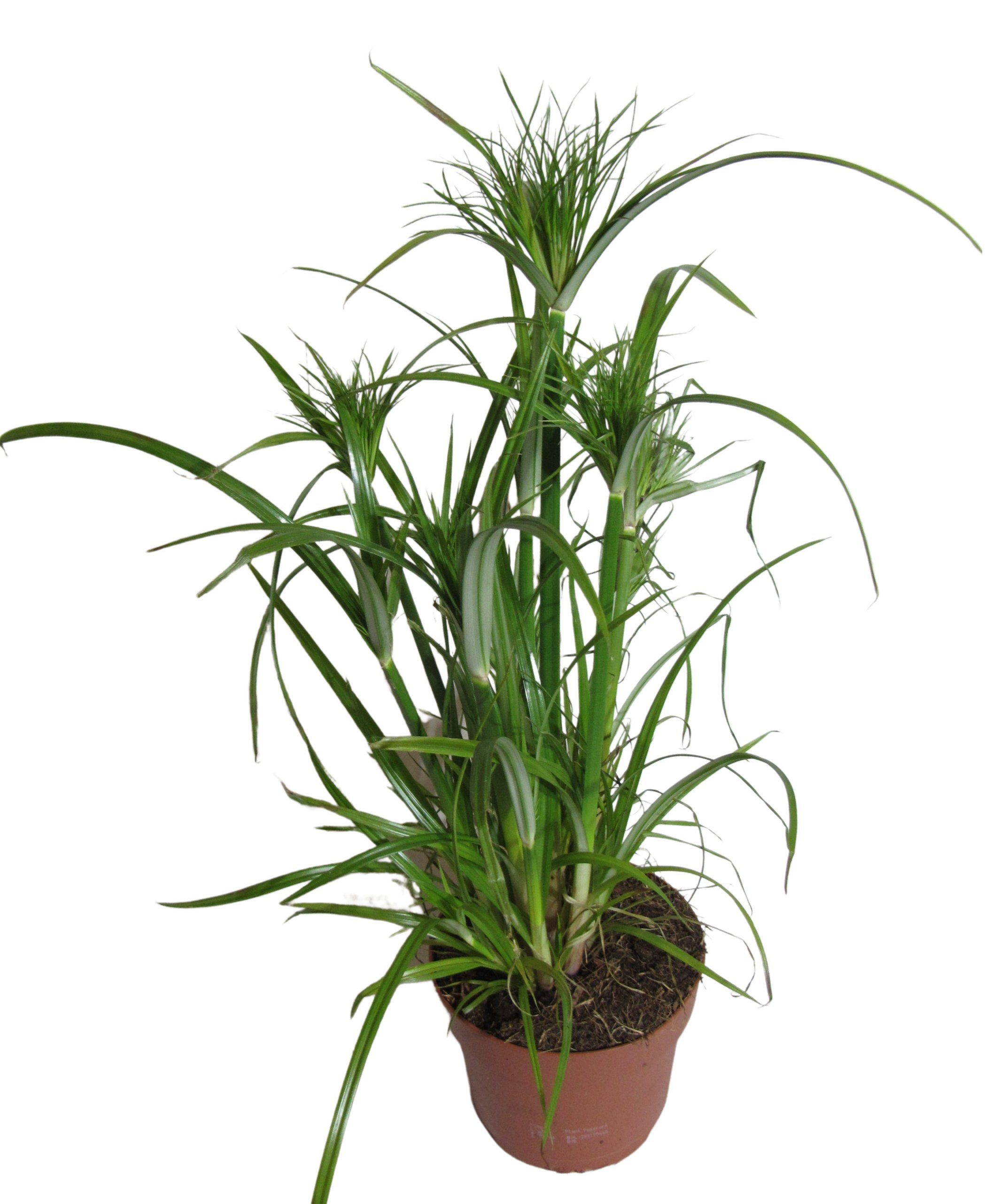 meinvipshop Zimmerpflanze Exotische echte Palme 55cm XXL Zimmerpflanze Papyrus