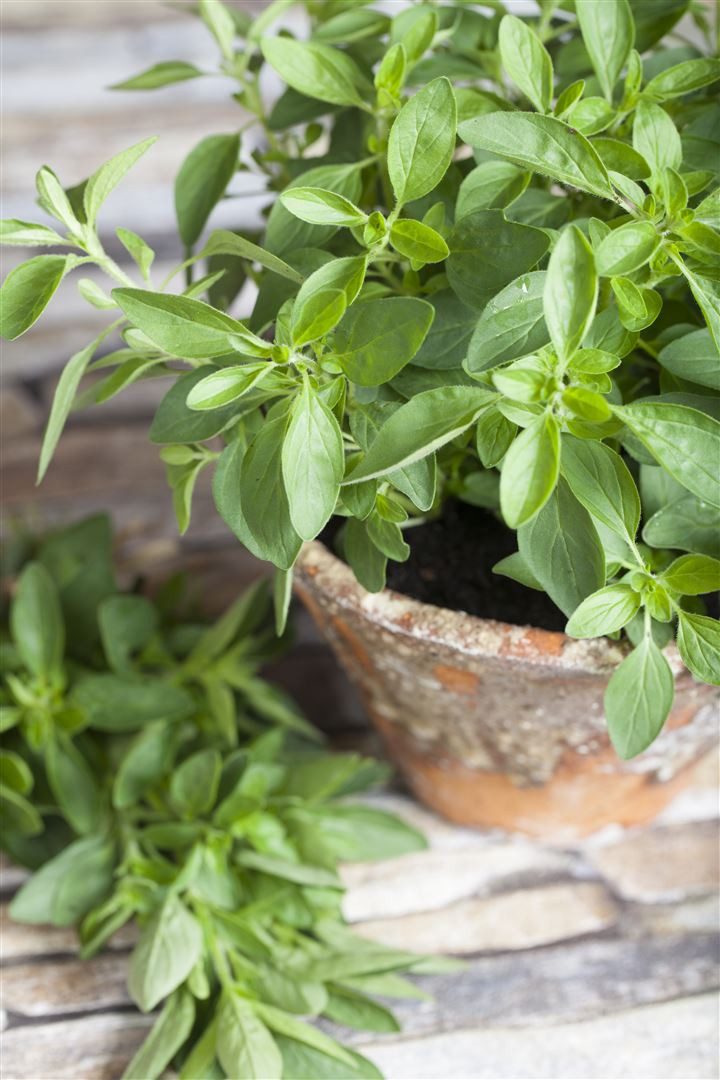 Pflanzen für Dich Staude Origanum majorana, 1 St., Majoran, Wurstkraut