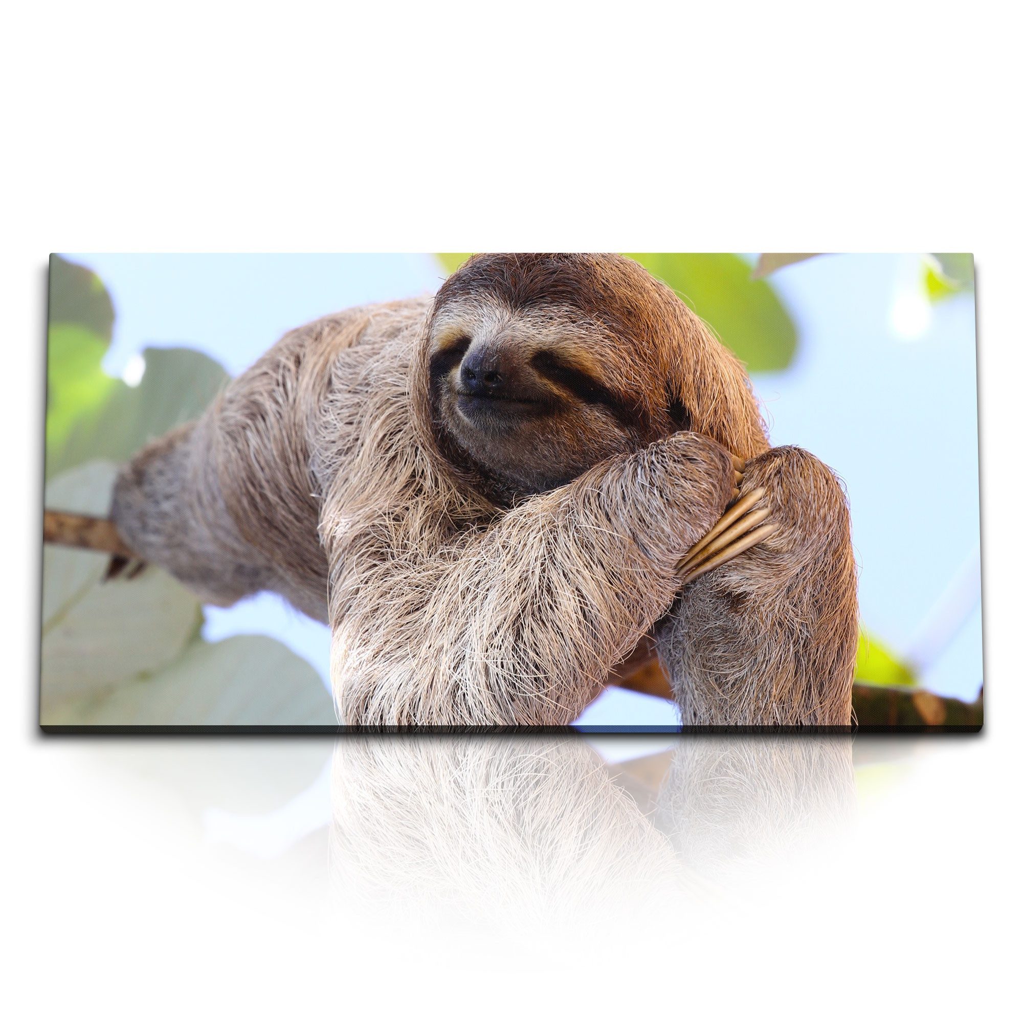 Leinwandbild Kunstdruck Bilder 120x60cm Faultier im Baum Tropisch Tierfotografie Na