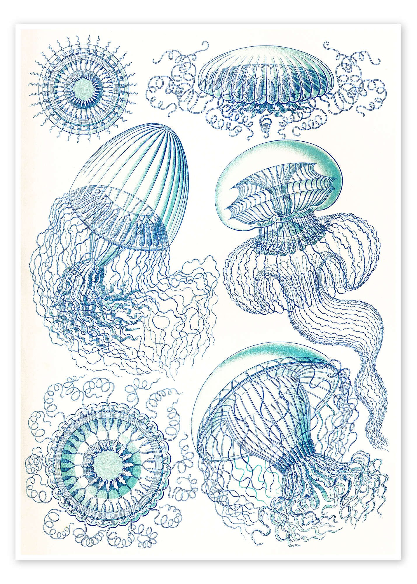 Poster Ernst Haeckel