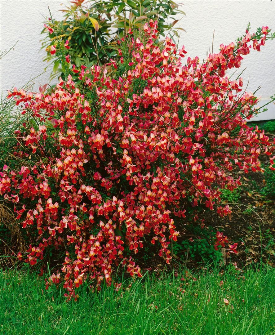 Pflanzen für Dich Gehölze Cytisus scop. La Coquette, 1 St., Besenginster, Geißklee