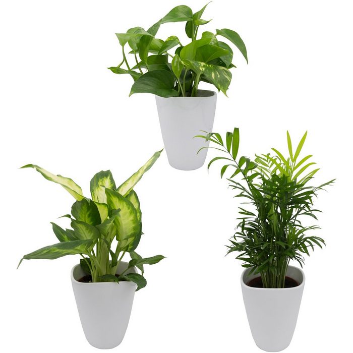 Dominik Zimmerpflanze Palmen-Set Höhe: 30 cm 3 Pflanzen in Dekotöpfen