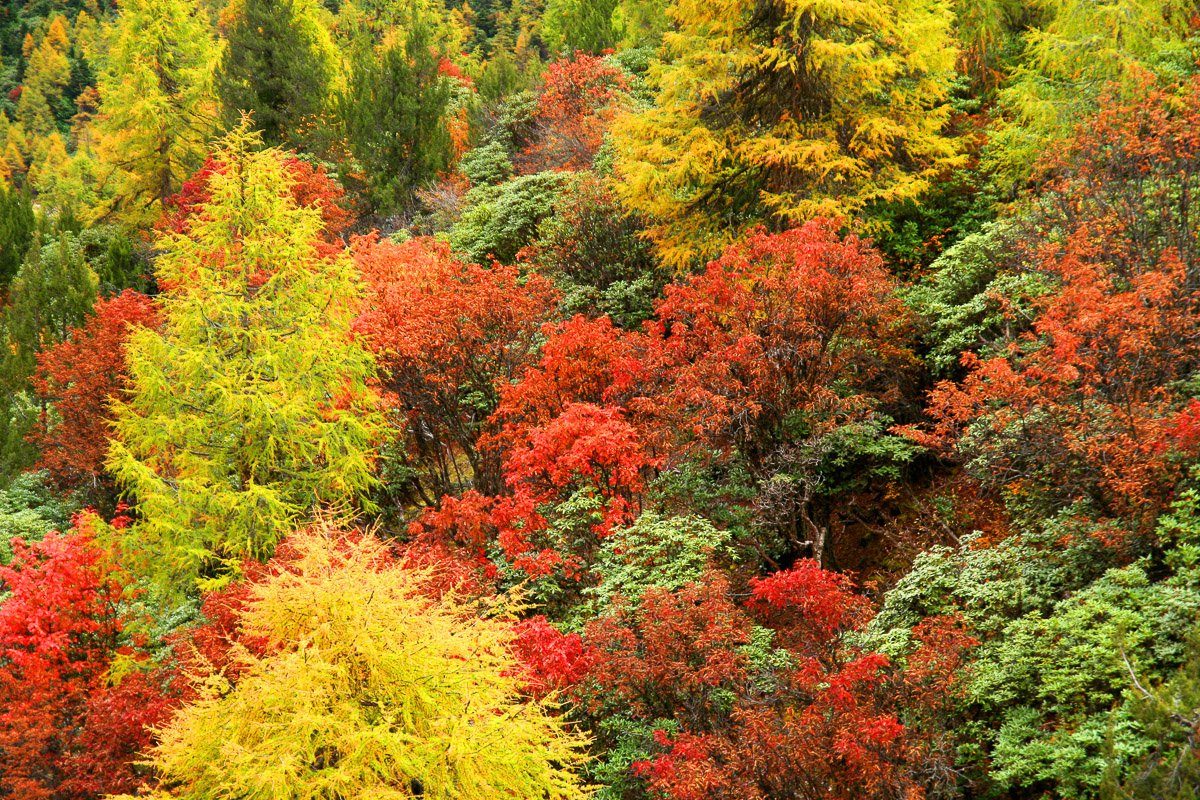 Papermoon Fototapete Herbst Wald