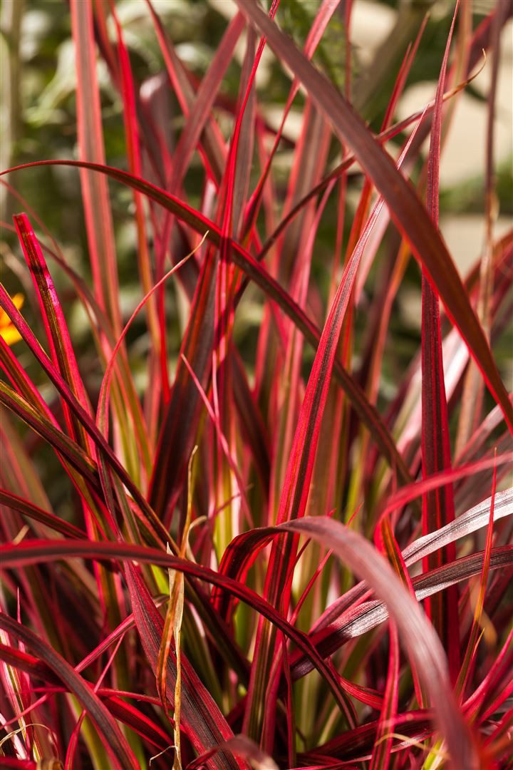 Pflanzen für Dich Gräser Uncinia rubra, 1 St., Roter Haken-Segge, Rote Segge, rotbraun, grasartig