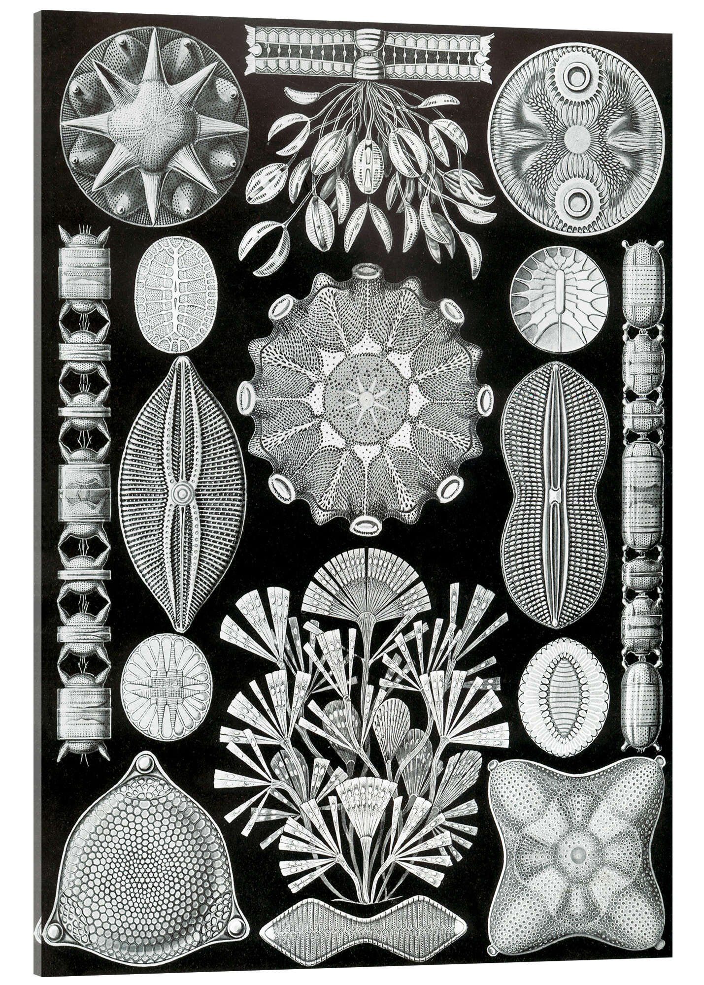 Posterlounge Acrylglasbild Ernst Haeckel, Kieselalgen, Diatomea (Kunstformen der Natur, 1899), Malerei