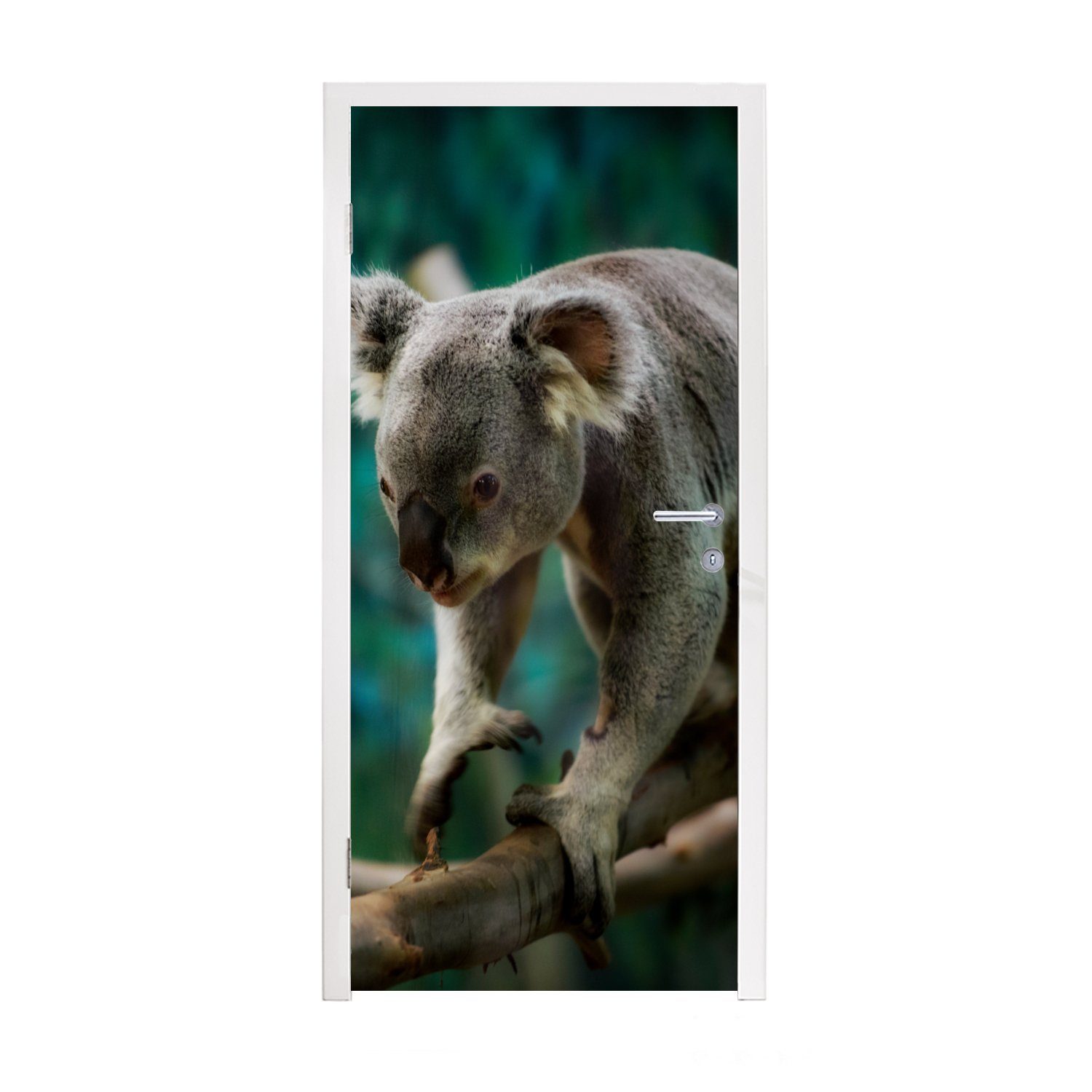 MuchoWow Türtapete Koala cm - Klettern Baum - Kinder für Matt, Tür, Fototapete - Mädchen, bedruckt, 75x205 (1 - - Türaufkleber, St), Jungen