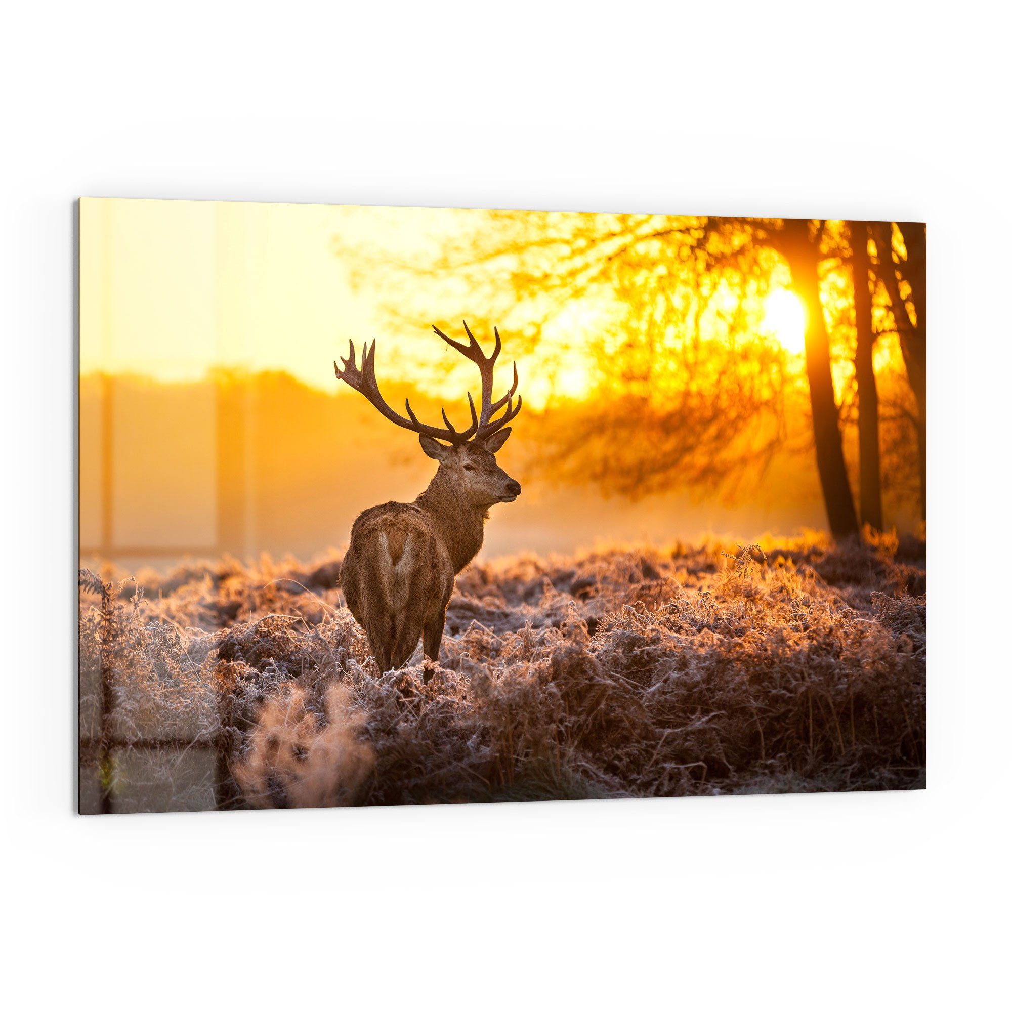 DEQORI Küchenrückwand 'Hirsch am Wintermorgen', Glas Spritzschutz Badrückwand Herdblende
