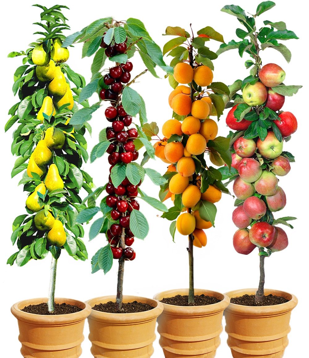 BALDUR Garten Obstpflanze 4er Säulenobst-Set 'Naschgarten', 4 St., Birne, Apfel, Süß-Kirsche, Aprikose, schlanker Wuchs