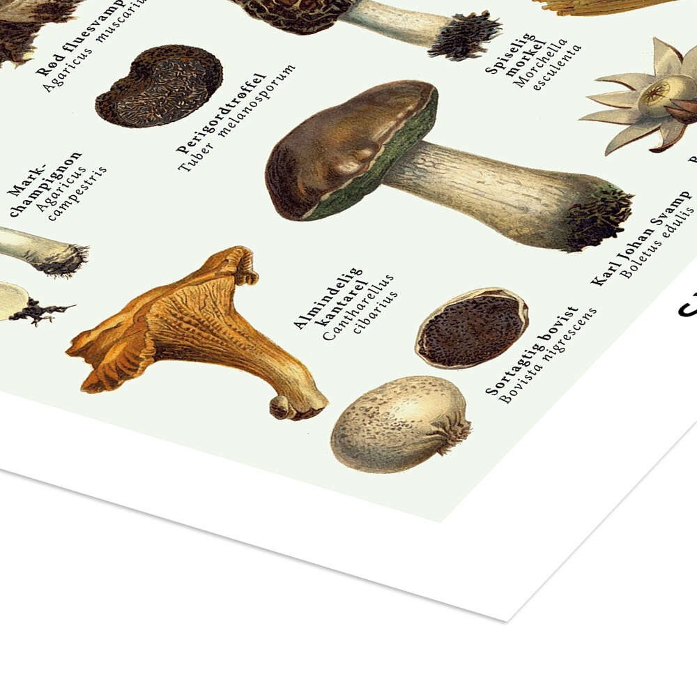 Posterlounge Wandbild Pilze (Dänisch), Editors Choice, erhältlich als Poster, Leinwandbild, Wandsticker oder Acrylglasbild