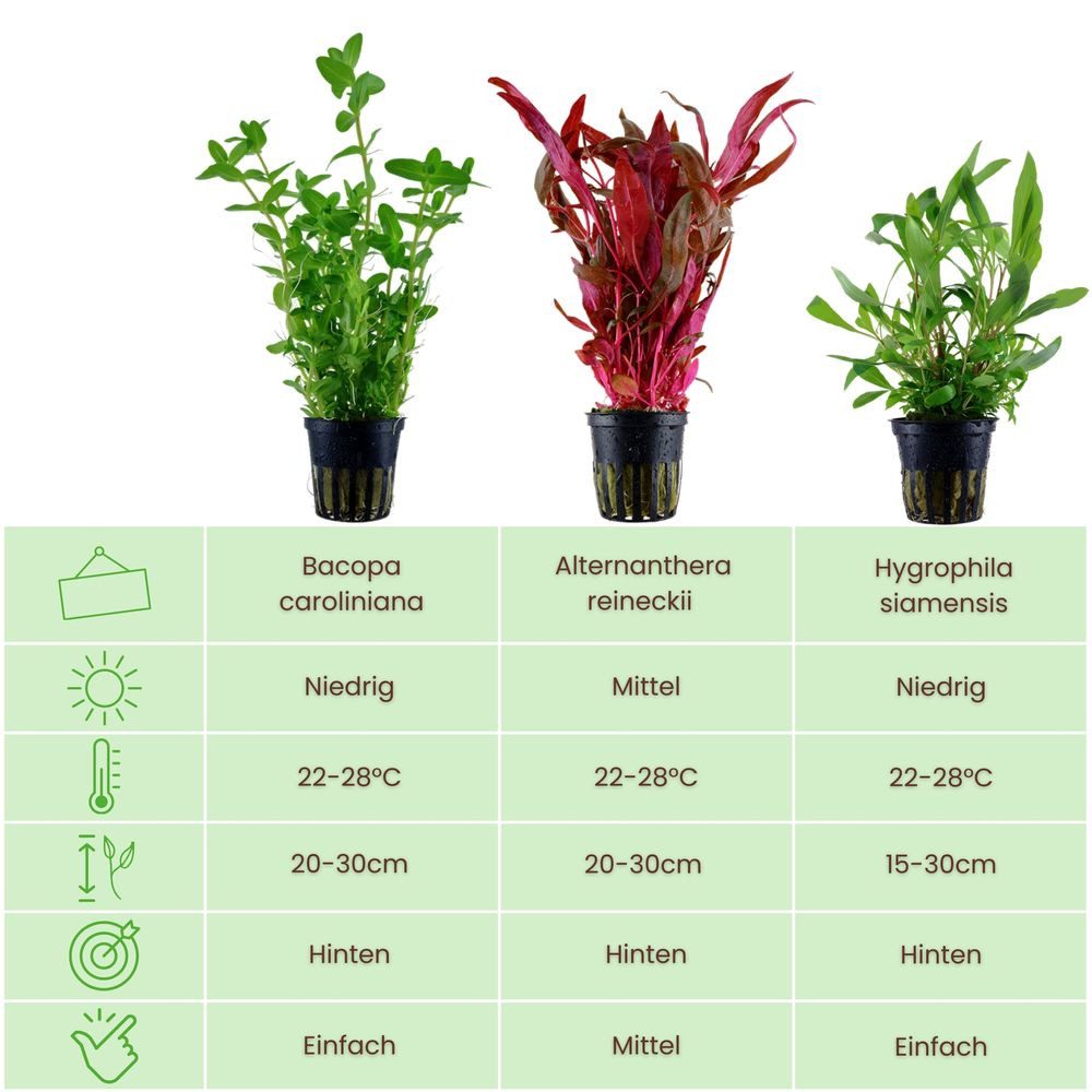 Aquaone Wasserpflanze Pflanzen Set mit 3 Hintergrund Wasserpflanzen Nr.124 günstig online kaufen