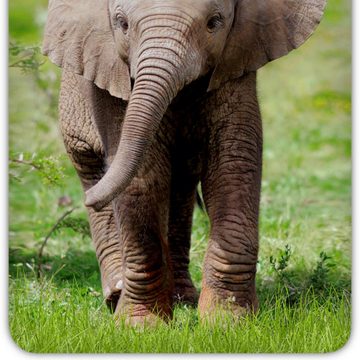 Bettwäsche Elefant Trendy Bedding, ESPiCO, Renforcé, 2 teilig, Elefant, Afrika, Safari, Rüssel