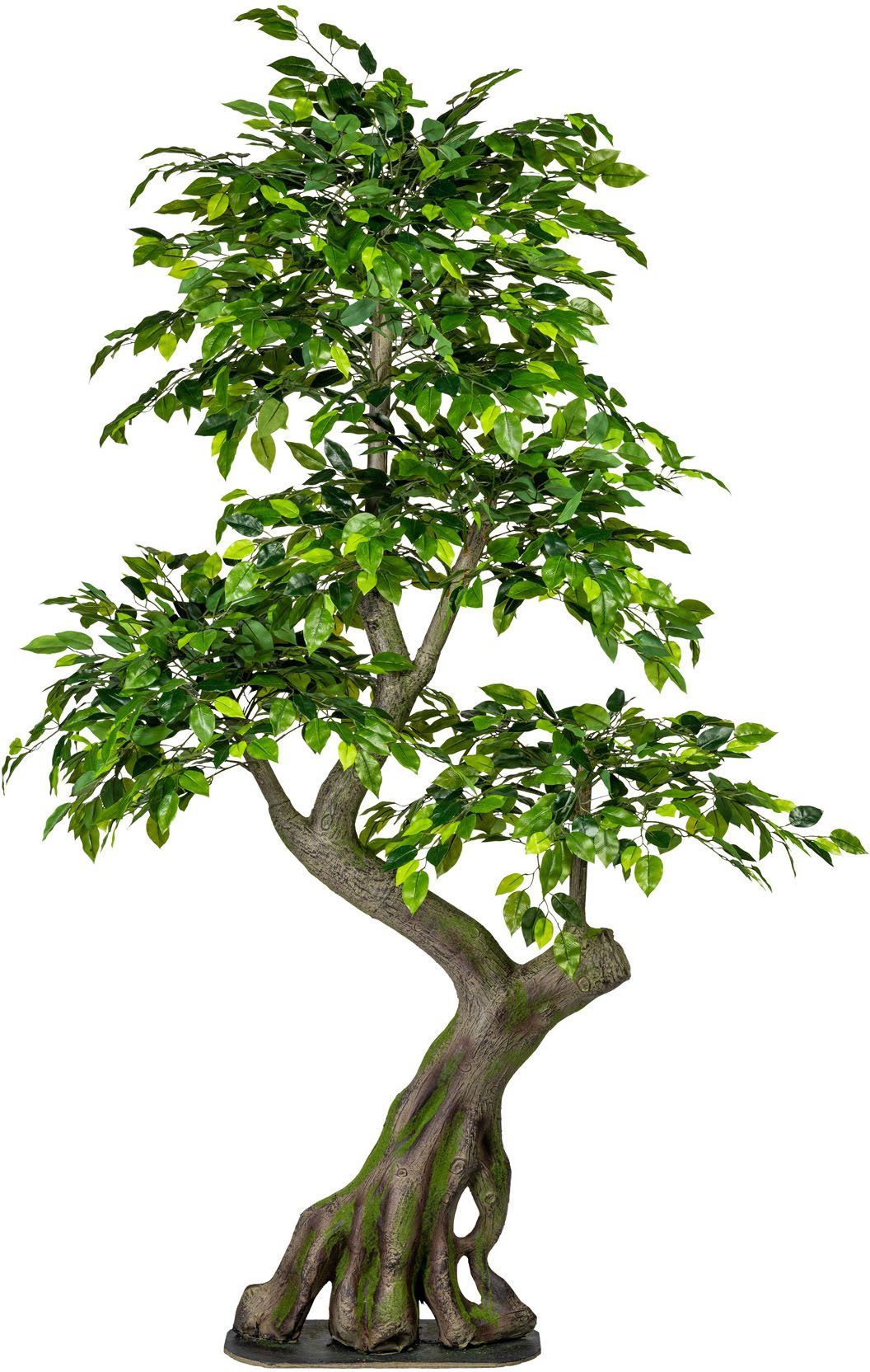 Kunstbaum Ficus Benjamini Ficus, Creativ green, Höhe 170 cm | Kunstbäume