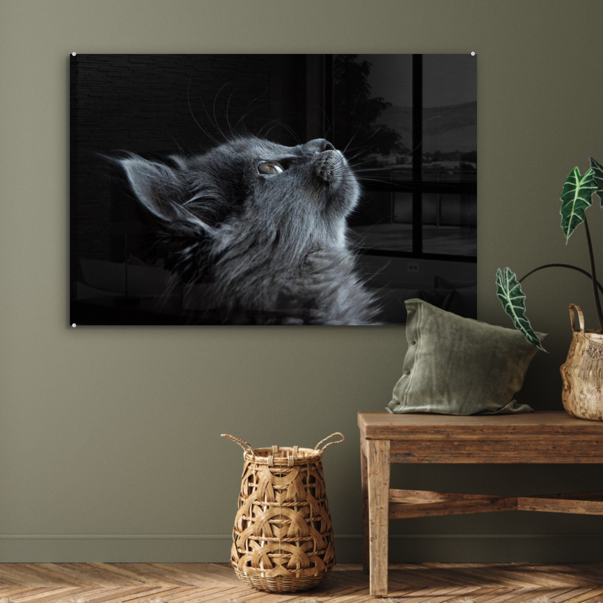 Acrylglasbilder Katze (1 - & Licht St), Acrylglasbild MuchoWow Wohnzimmer - Schlafzimmer Schwarz,