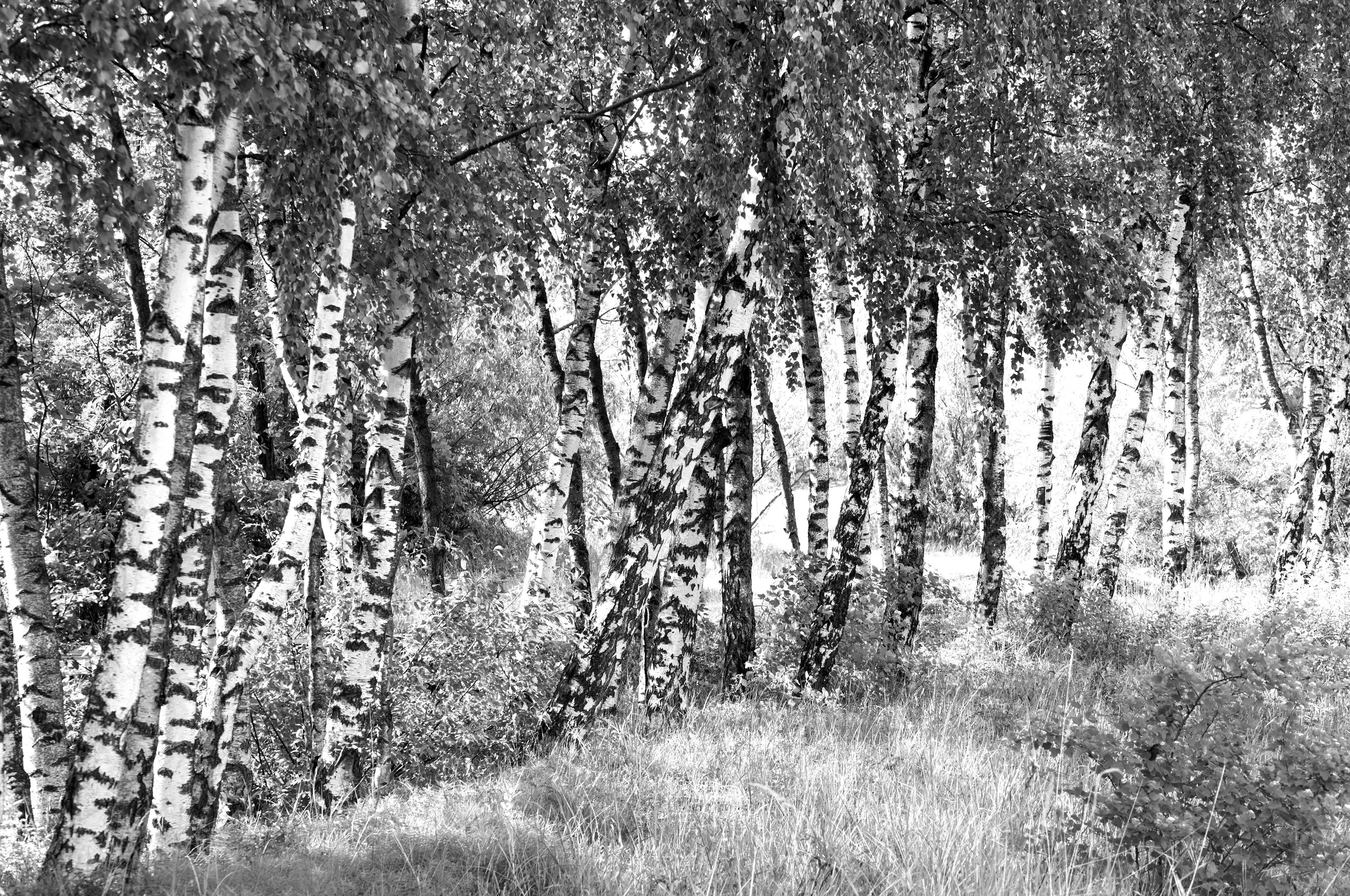 Fototapete Birkenwald Schwarz & Weiß