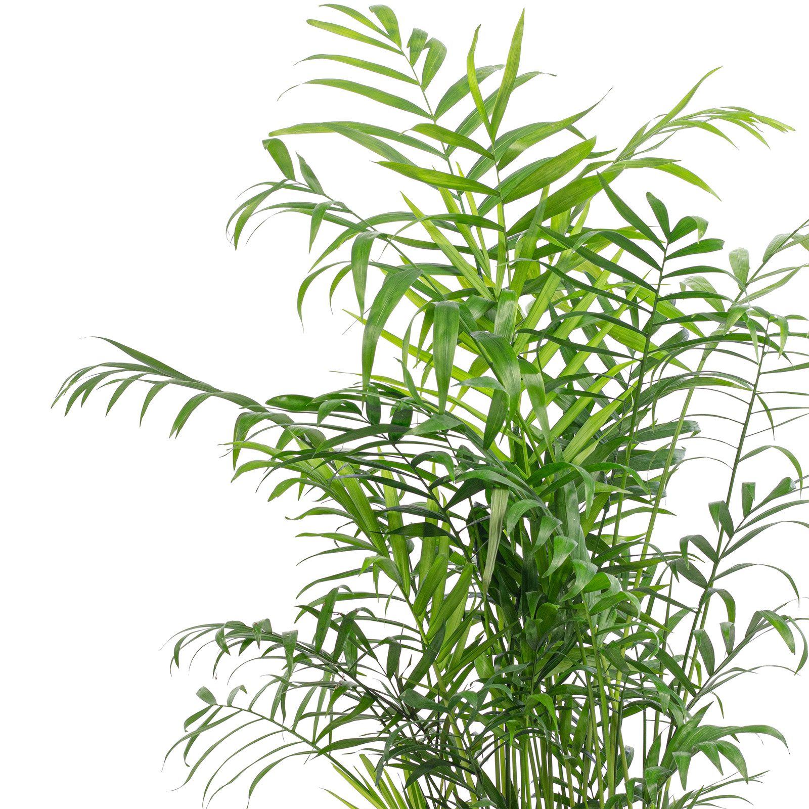 Flowerbox Zimmerpflanze Bergpalme - Chamaedorea elegans, pflegeleicht - Höhe ca. 70 cm, Topf-Ø 17 cm – Bild 5 von 5