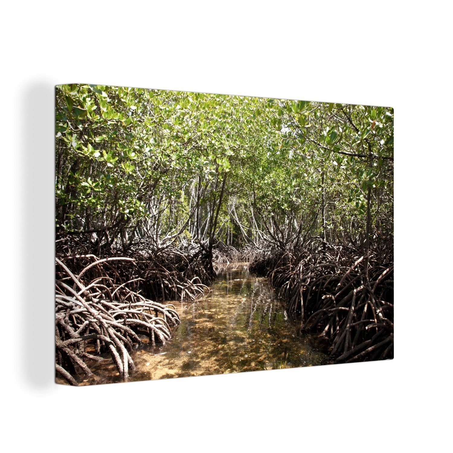 OneMillionCanvasses® Leinwandbild Baumwurzeln über dem Wasser eines Baches im Mangroves National Park, (1 St), Wandbild Leinwandbilder, Aufhängefertig, Wanddeko, 30x20 cm