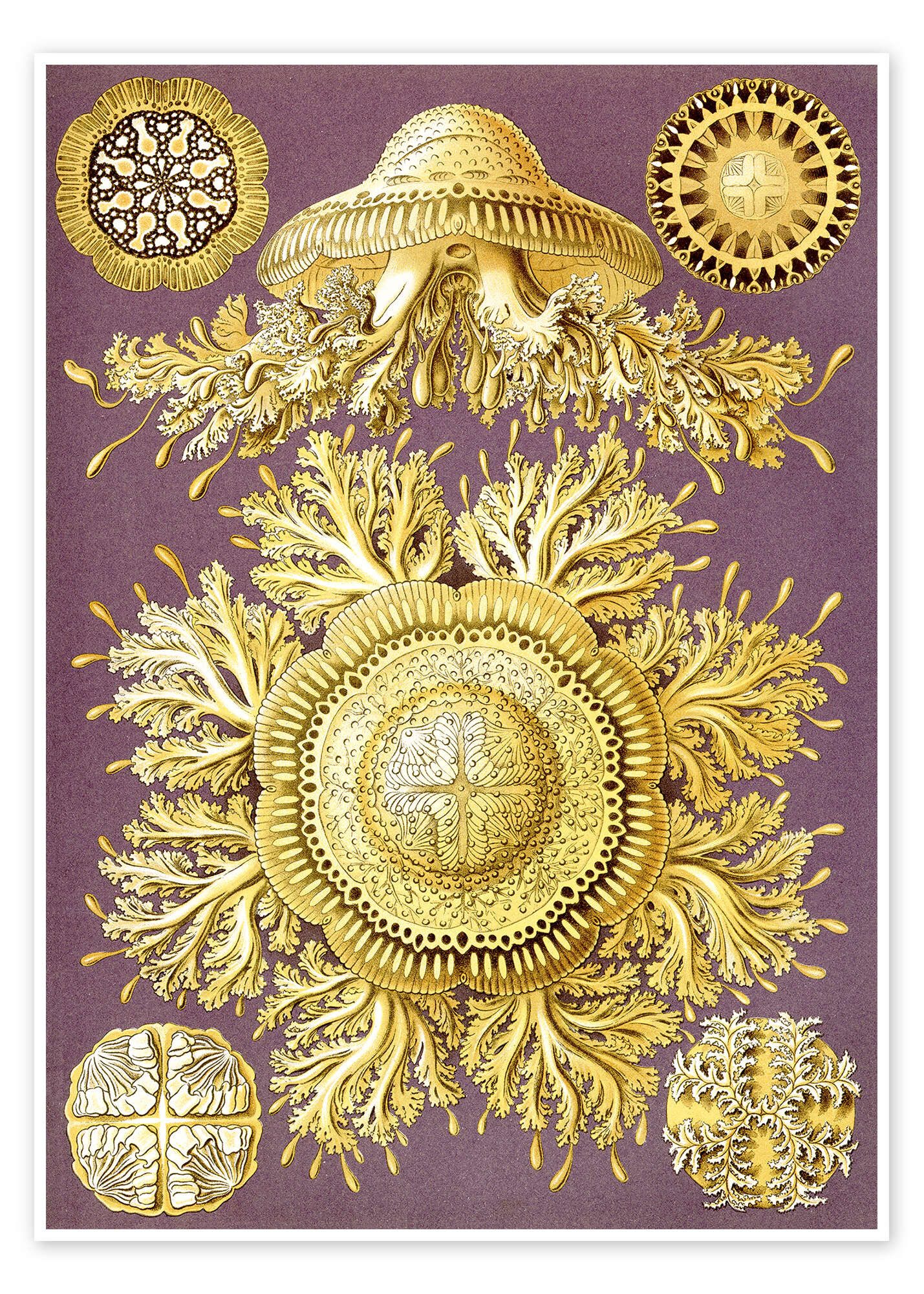 Poster Ernst Haeckel