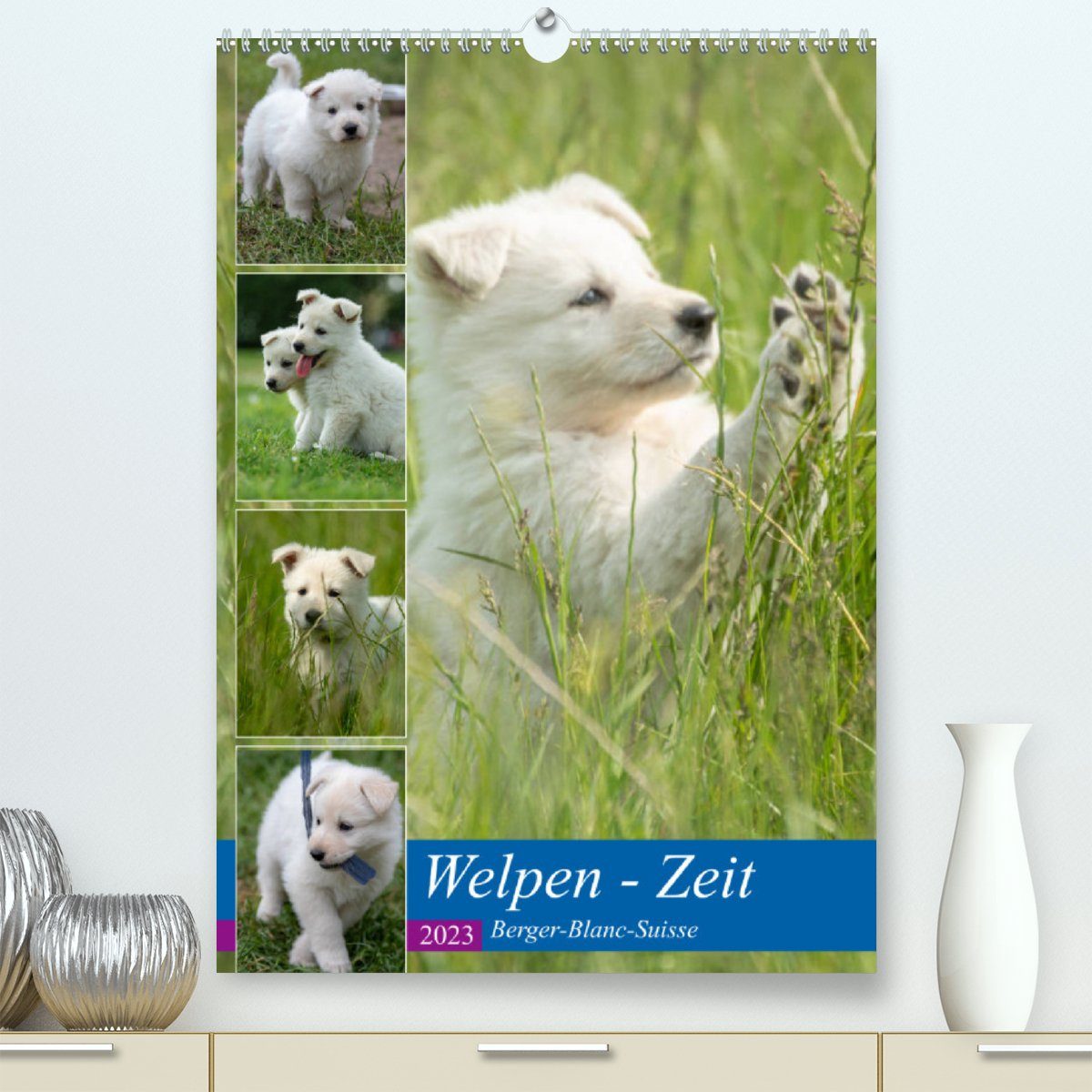 CALVENDO Wandkalender Welpen Zeit - Berger Blanc Suisse (Premium, hochwertiger DIN A2 Wandkalender 2023, Kunstdruck in Hochglanz)