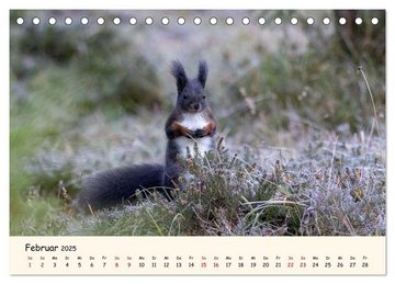 CALVENDO Wandkalender Oachkatzl (Tischkalender 2025 DIN A5 quer), CALVENDO Monatskalender