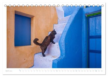CALVENDO Wandkalender Inselkatzen (Tischkalender 2024 DIN A5 quer), CALVENDO Monatskalender